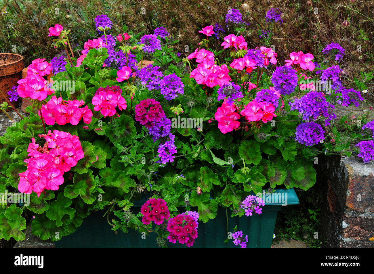Pelargoniums and verbena flowers in planter Stock Photo