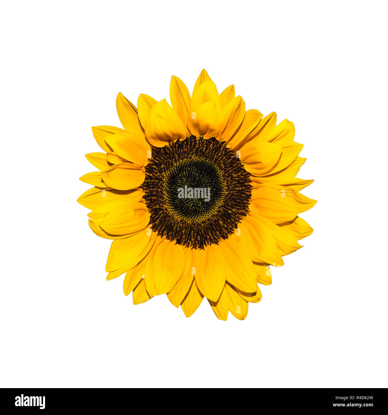 isolated sunflower (white background Stock Photo - Alamy
