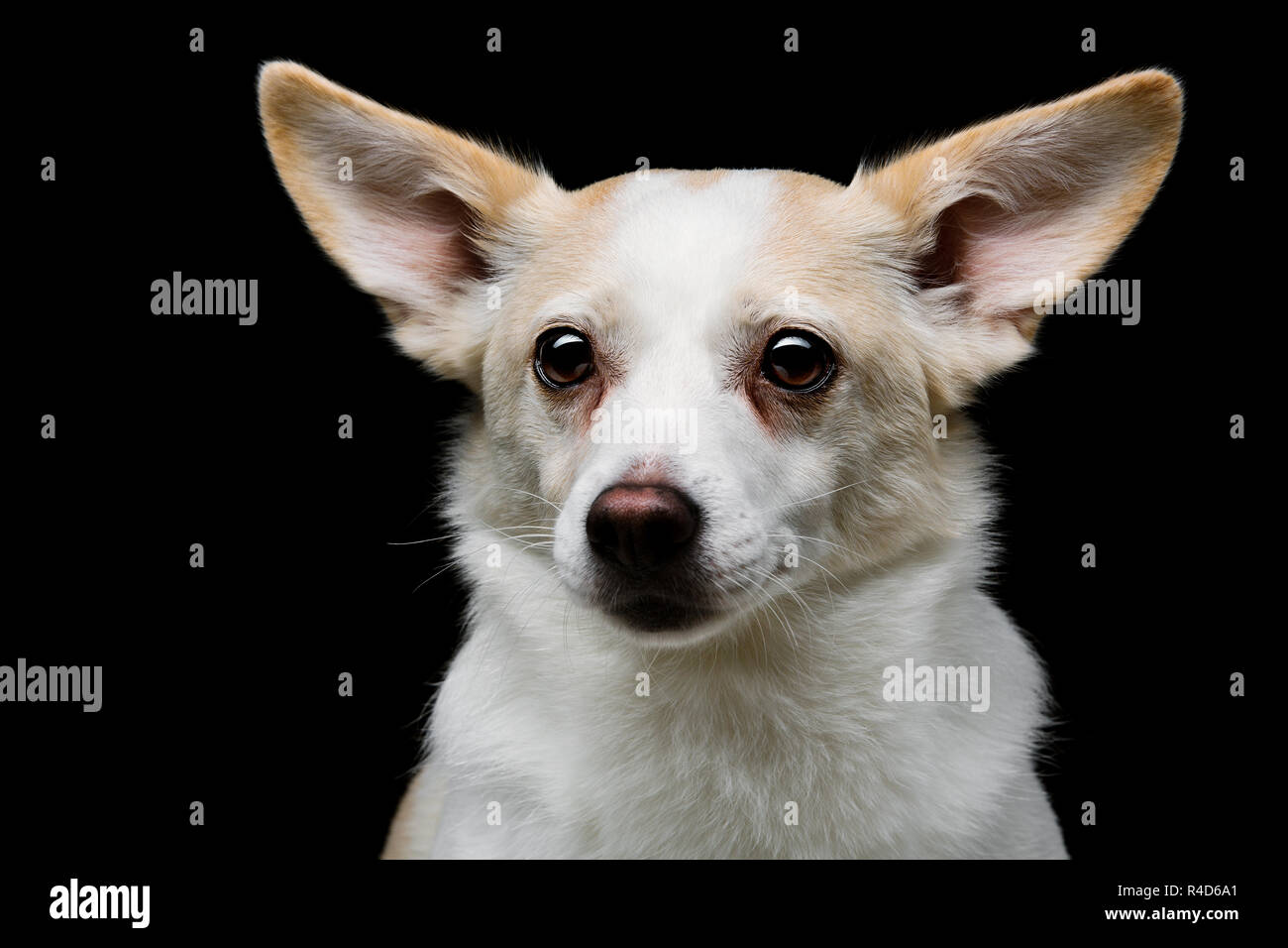 Cute metis dog hi-res stock photography and images - Alamy