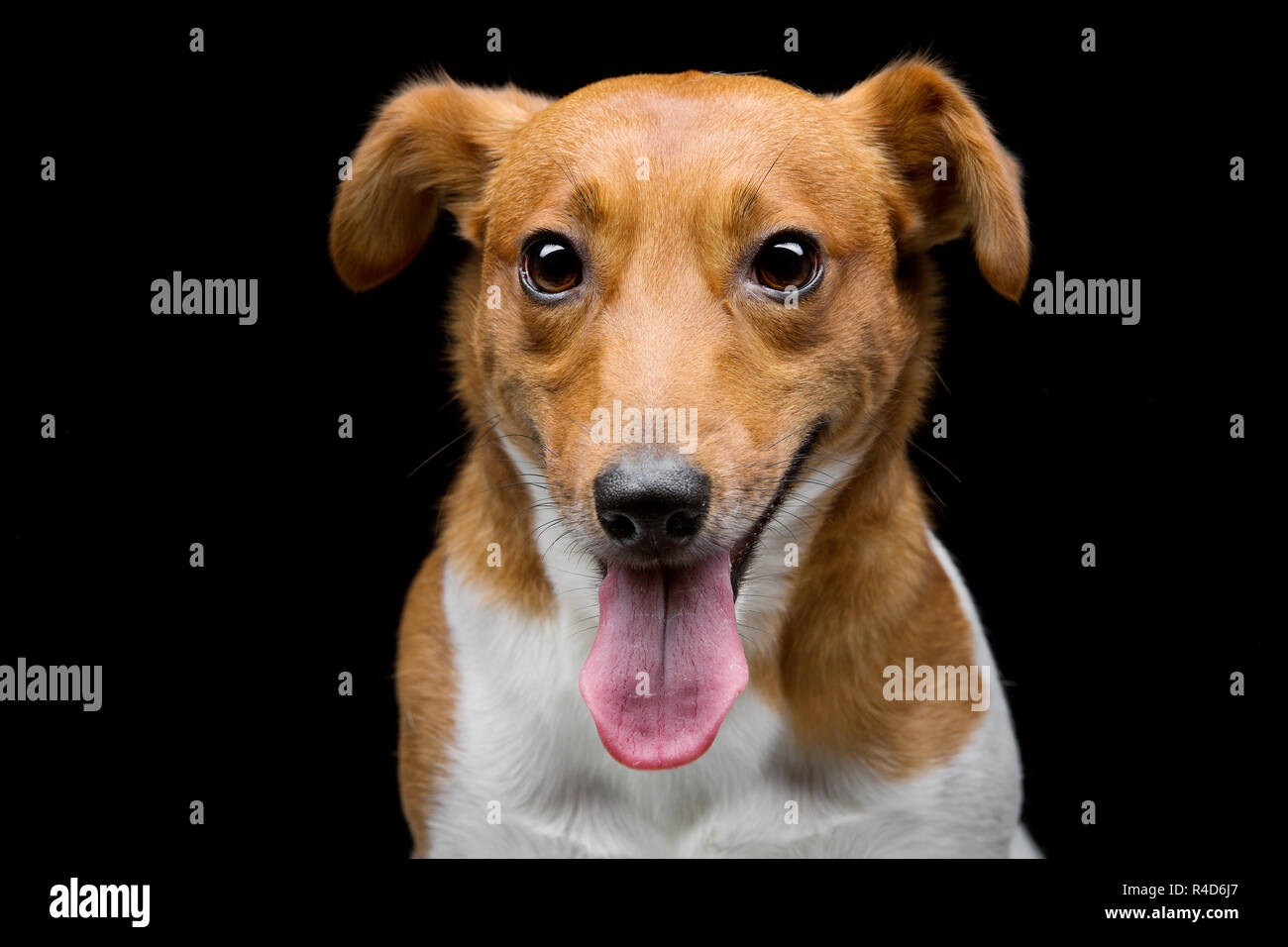 Why Is My Dog Clicking His Tongue