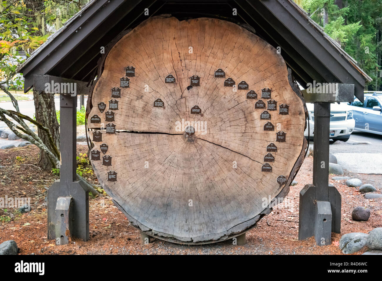 A Douglas Fir tree slice with ring time markers in Mount Rainier National Park Washington USA. Stock Photo