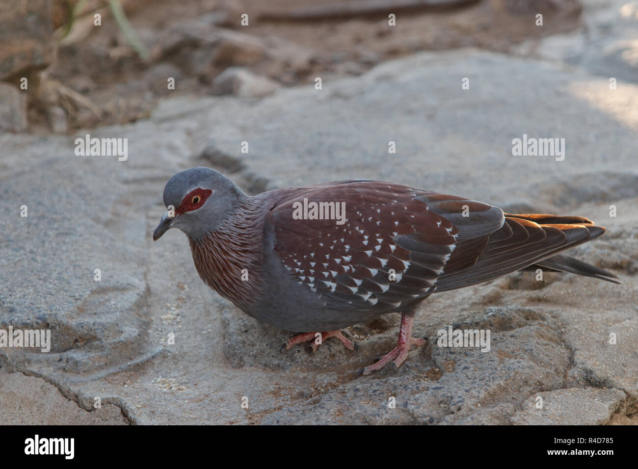 A Rock Pigeon Sitting on A mountain rock in South Africa Stock Photo ...