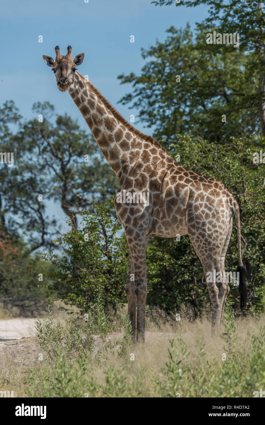 South African giraffe among trees facing camera Stock Photo