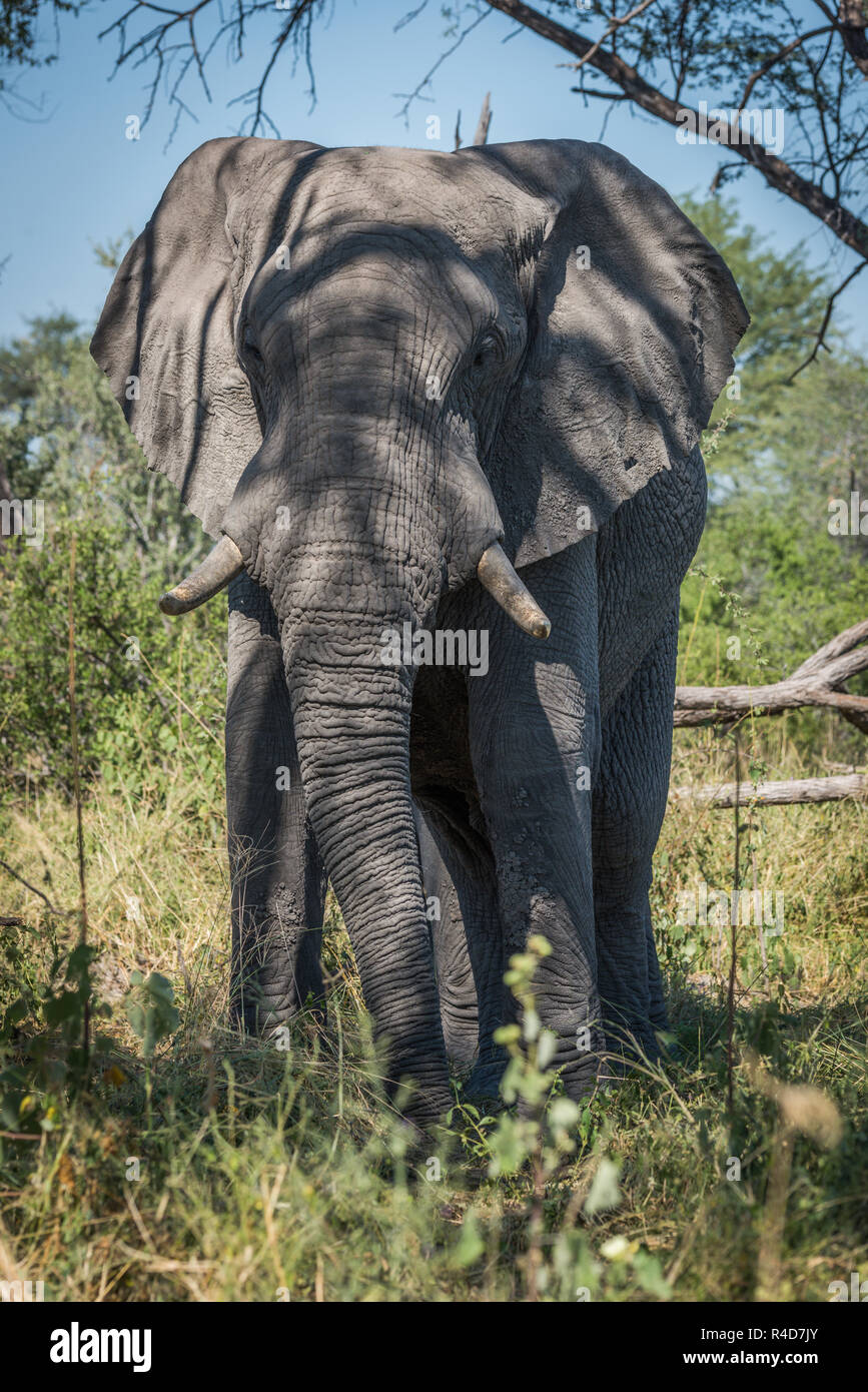 Elephant in shadow of tree facing camera Stock Photo