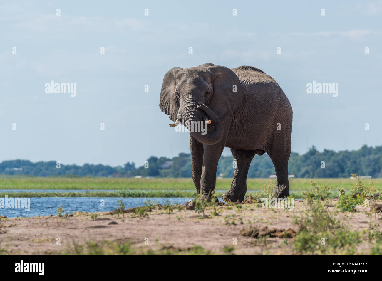 Elephant on riverbank twisting trunk round tusk Stock Photo