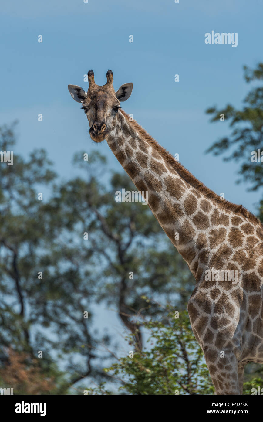 Close-up of South African giraffe among trees Stock Photo