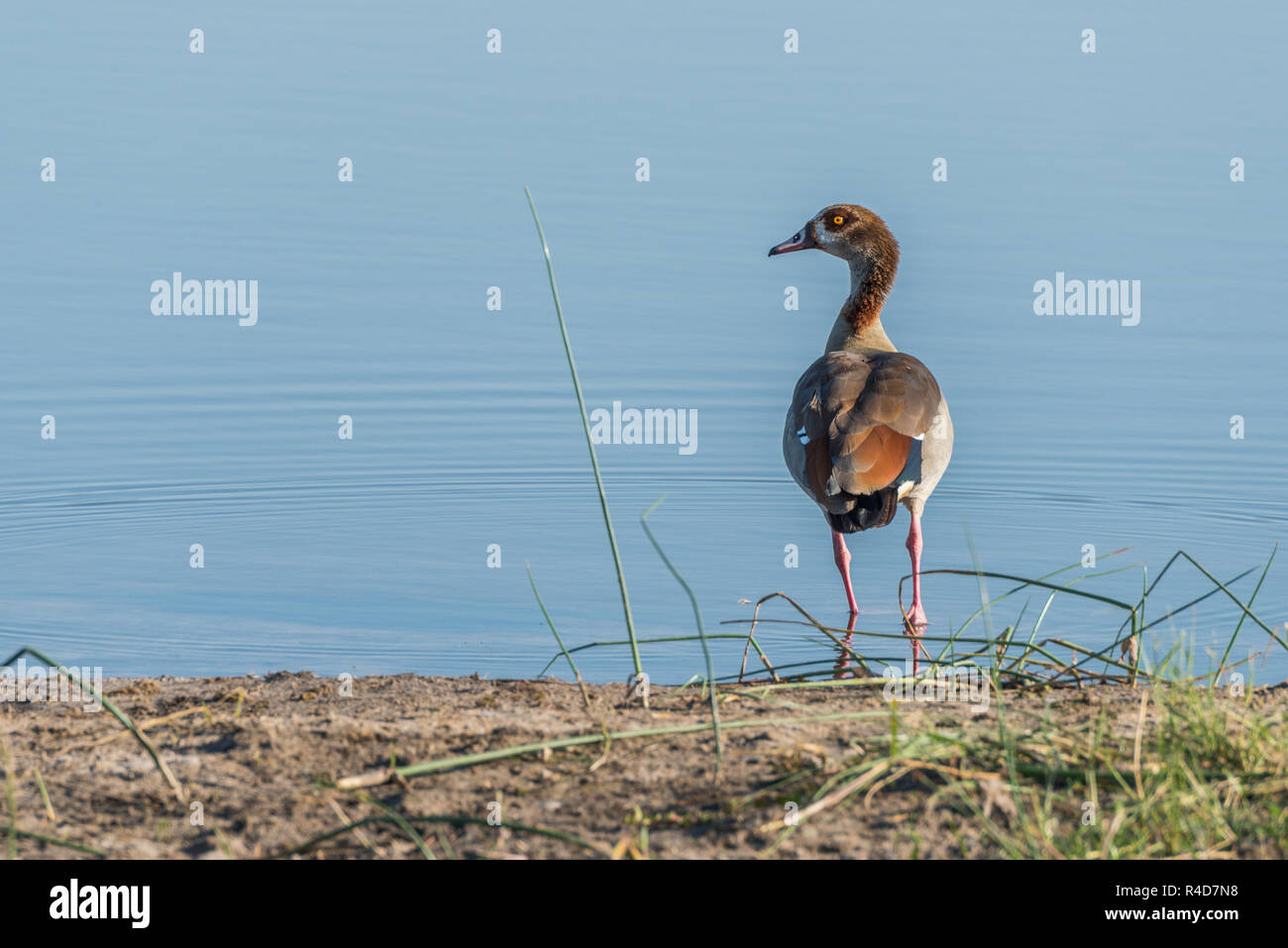 Egyptian goose on river bank facing camera Stock Photo