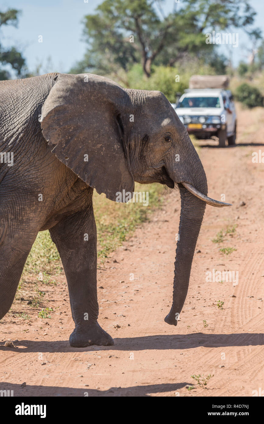 Close up Of Elephant Crossing Track Before Jeep Stock Photo Alamy close-up-of-elephant-crossing-track-before-jeep-stock-photo-alamy