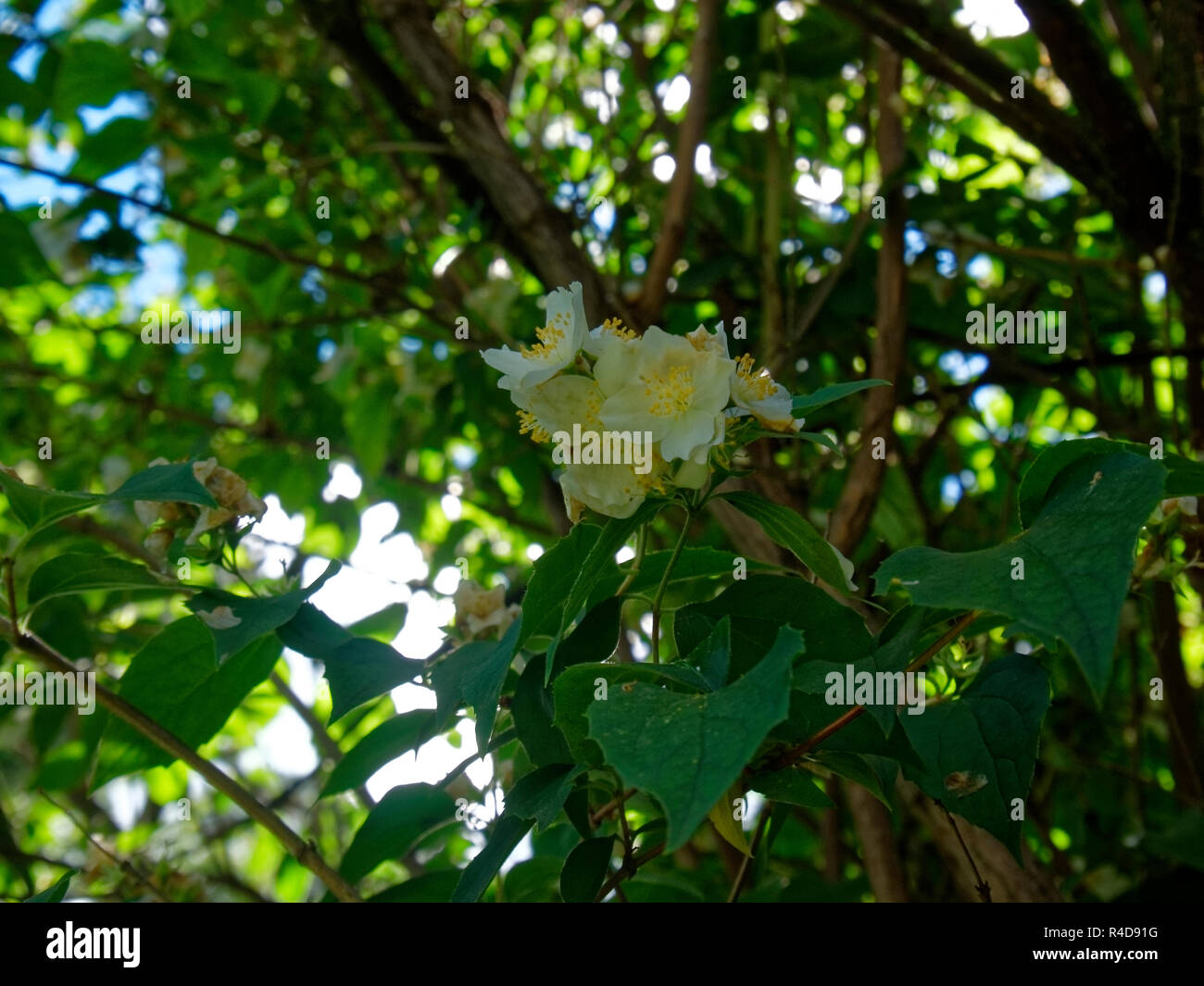 White flowers on a tree hires stock photography and images Alamy