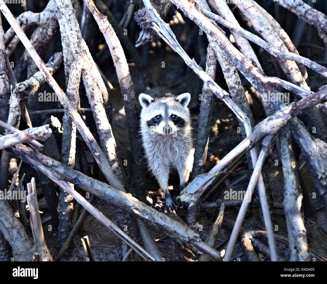Raccoon in tree hires stock photography and images Alamy