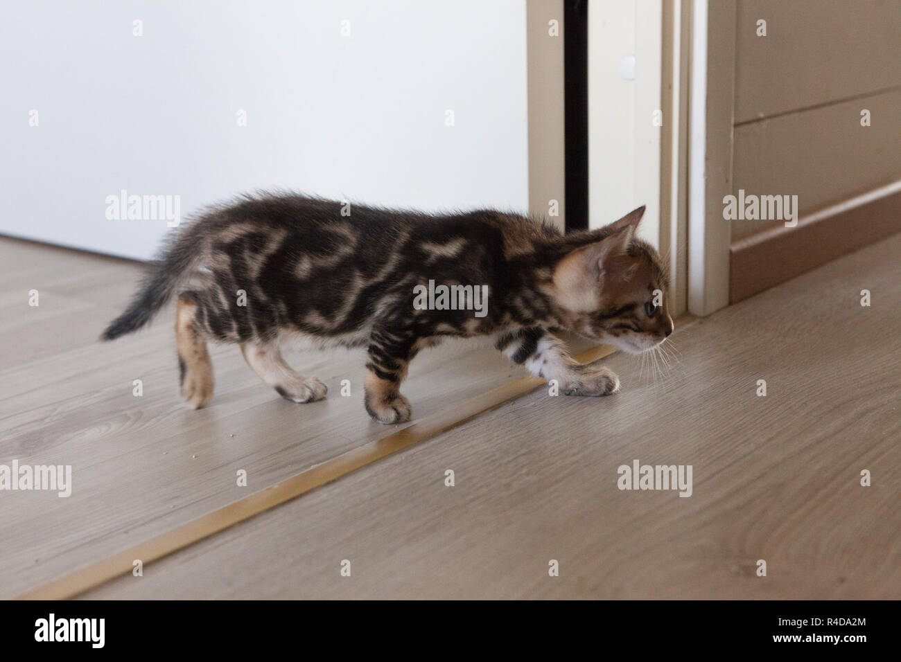 Cute bengal cat kitten at home Stock Photo - Alamy