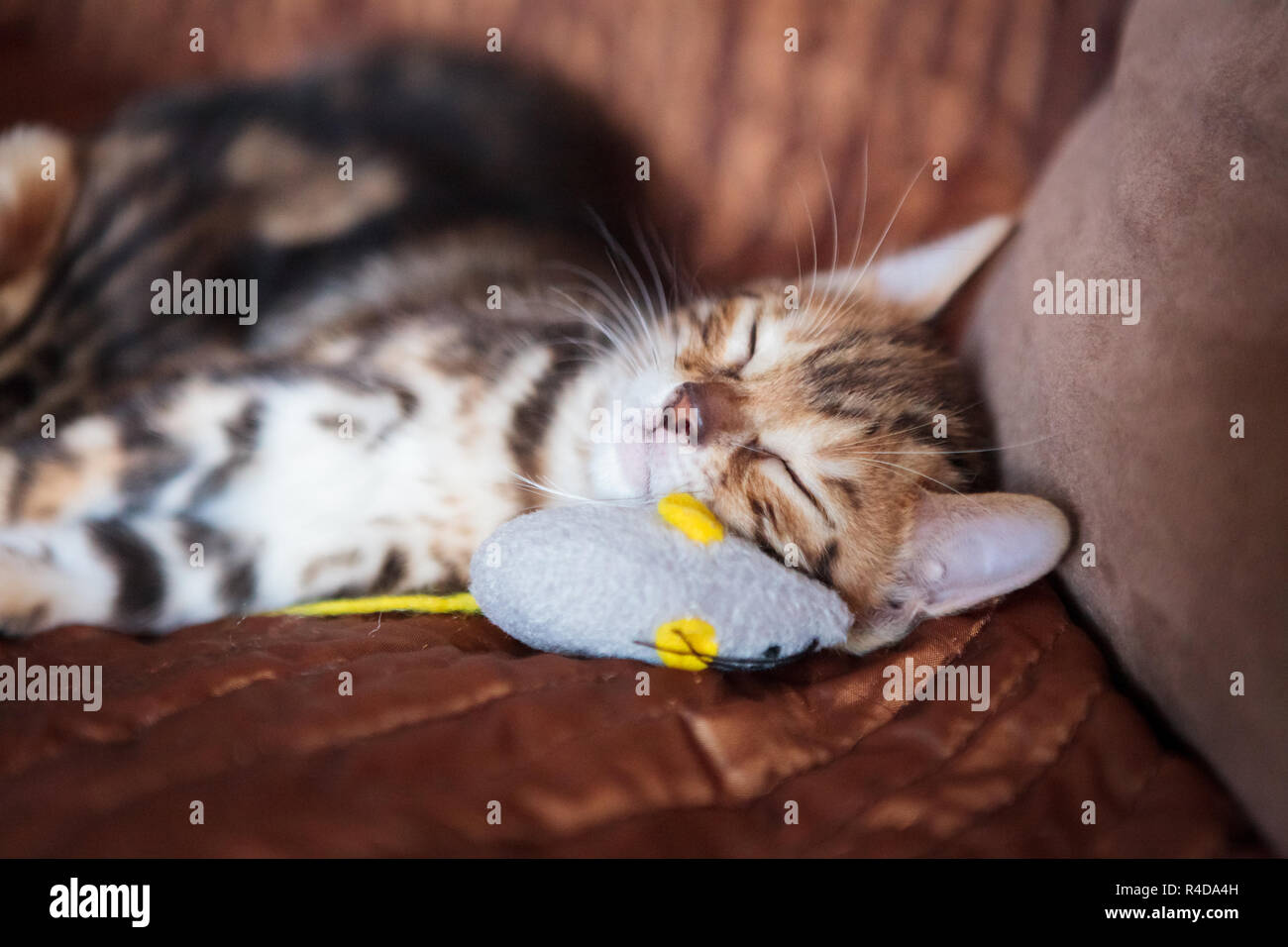 Cute bengal cat kitten at home Stock Photo - Alamy