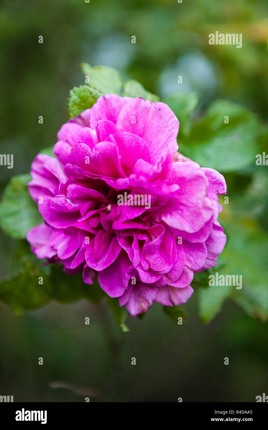 Purple rose hi-res stock photography and images - Alamy
