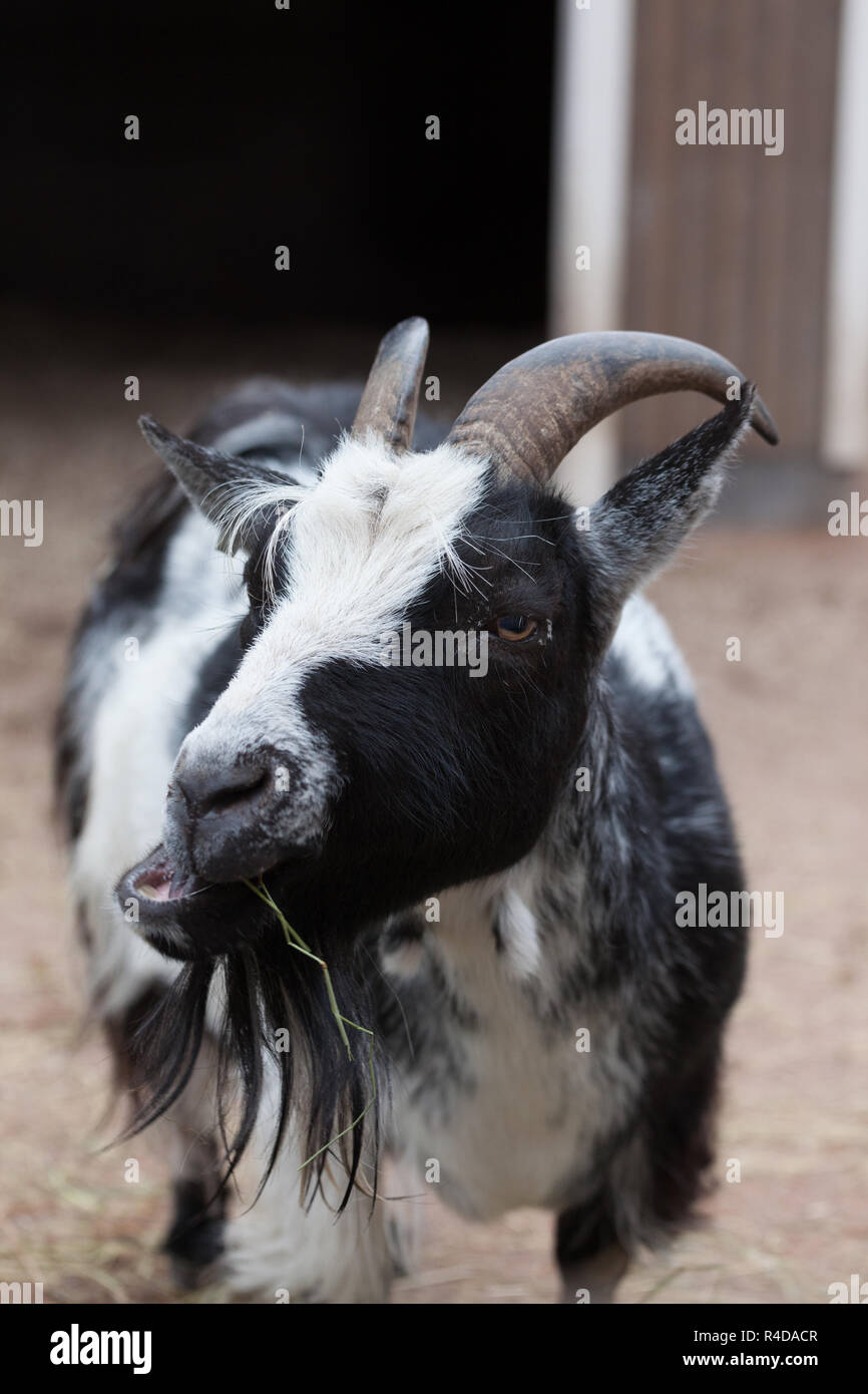 Goat eatinf at farm outdoors Stock Photo