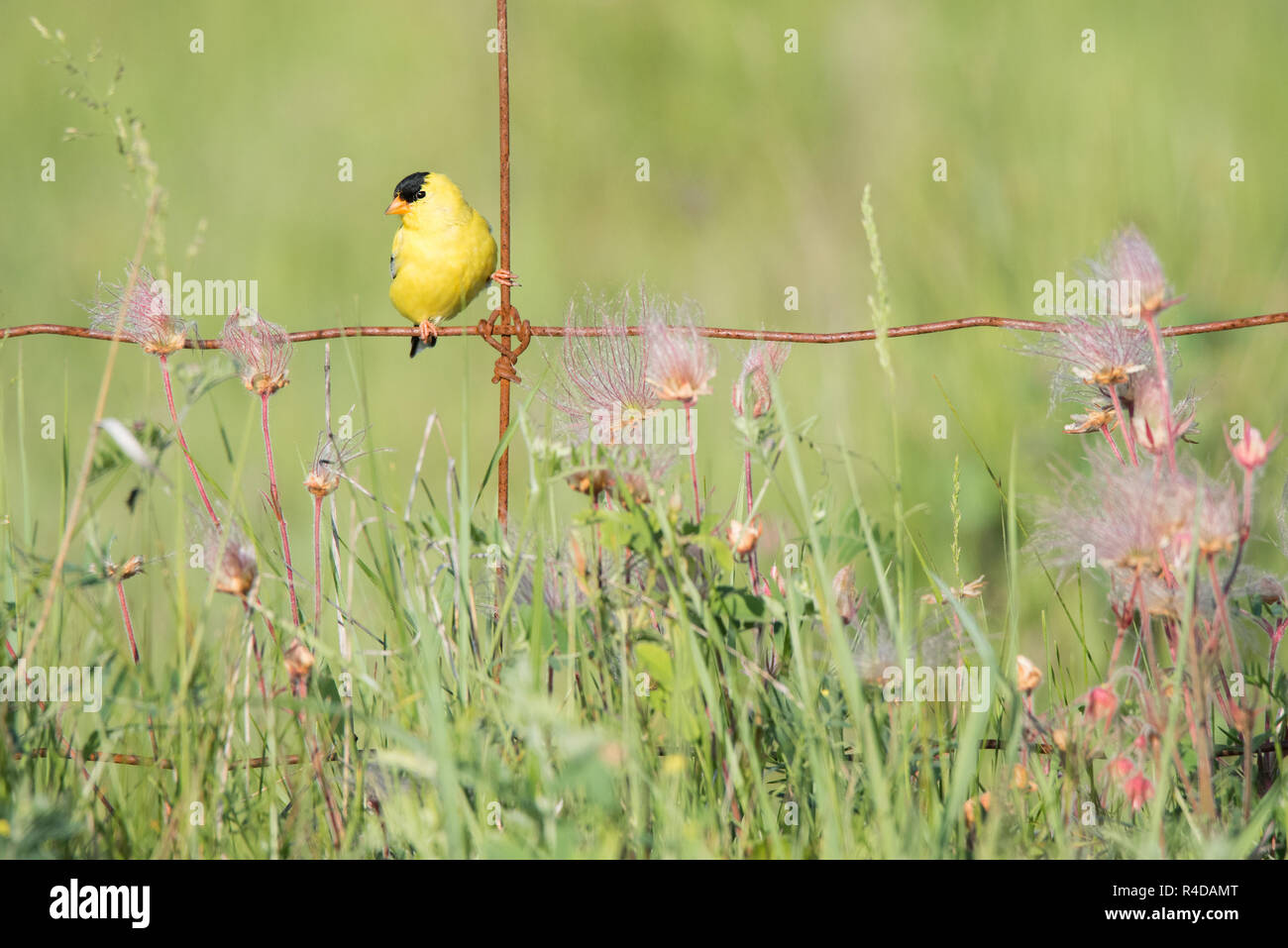 A male American Goldfinch perched on a fence surrounded by Prairie Smoke wildflowers at Carden Alvar Provincial Park, Ontario, Canada. Stock Photo