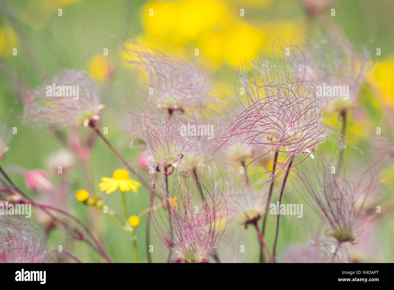 Prairie Smoke wildflowers growing in an open field at Carden Alvar Provincial Park in Ontario, Canada. Stock Photo