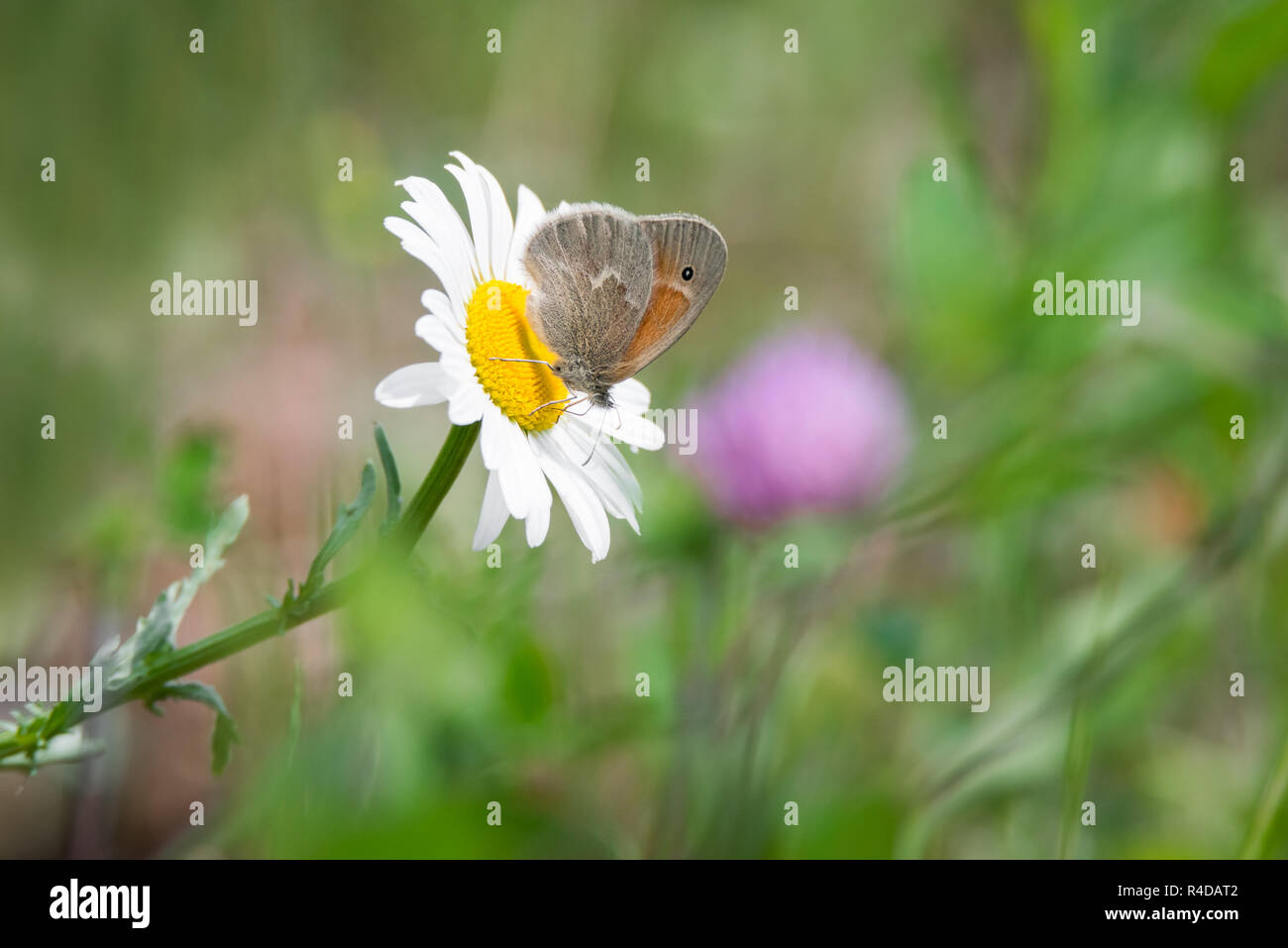 A Common Ringlet butterfly perched atop an invasive Oxeye Daisy at Carden Alvar Provincial Park in Ontario, Canada. Stock Photo