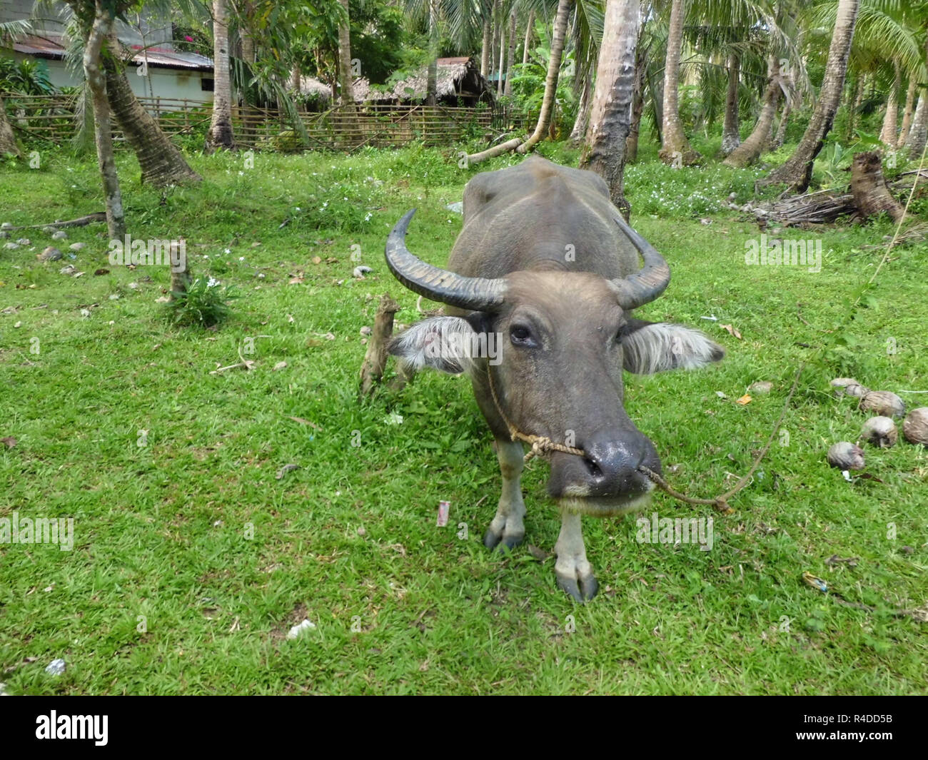 water buffalo in the jungle in the philippines Stock Photo Alamy
