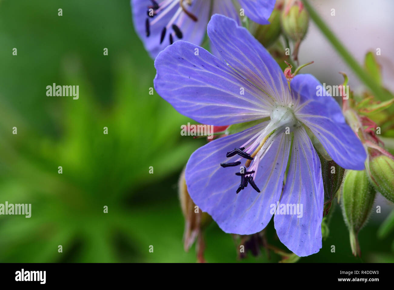 Maccro shot of a liliac coloured geranium flower in bloom Stock Photo