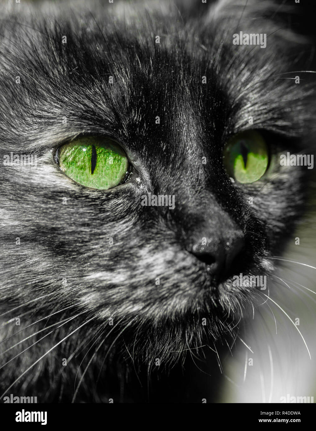 Close-up in black and white of a cat's face with selective coloring of her bright and beautiful green eyes Stock Photo