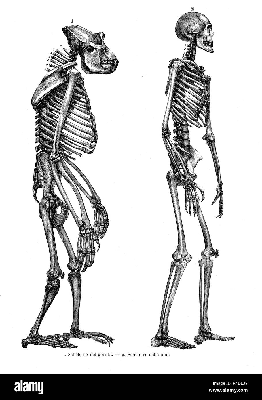 Vintage illustration of anatomy, comparison between human and gorilla skeleton Stock Photo
