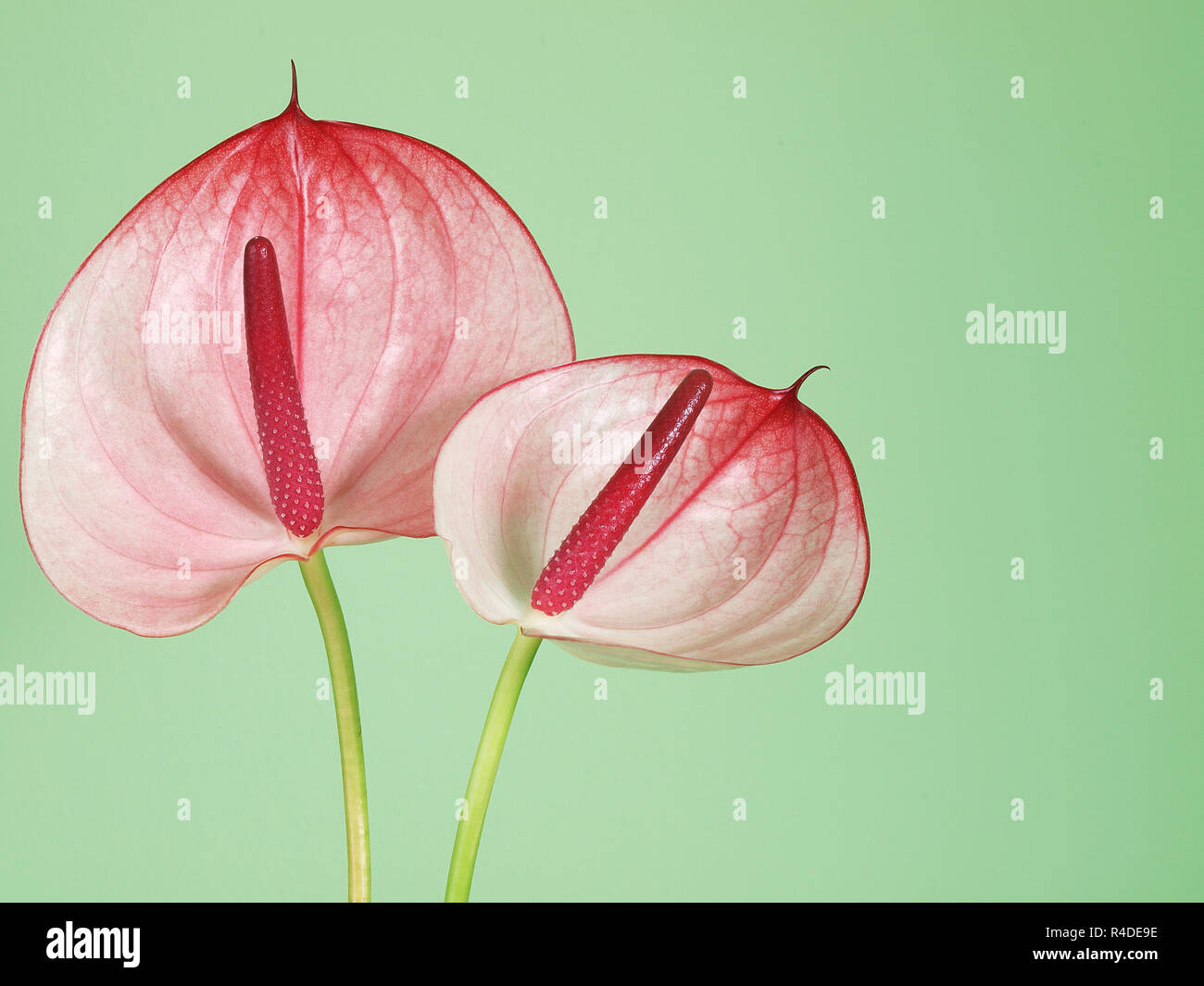 pink anthurium flowers Stock Photo