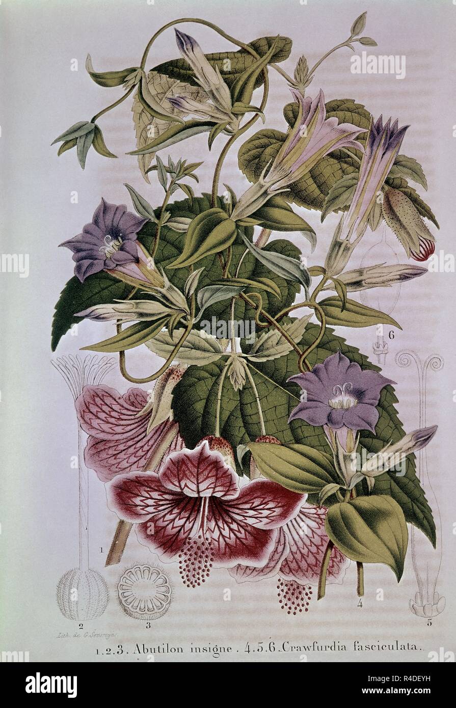 Abutilon insigne hires stock photography and images Alamy