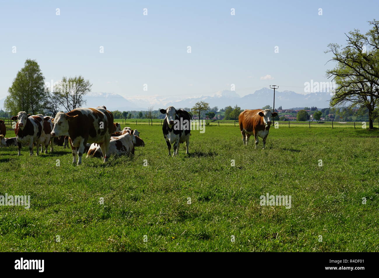 Idyllic landscape in front of the Alps with cows Stock Photo - Alamy