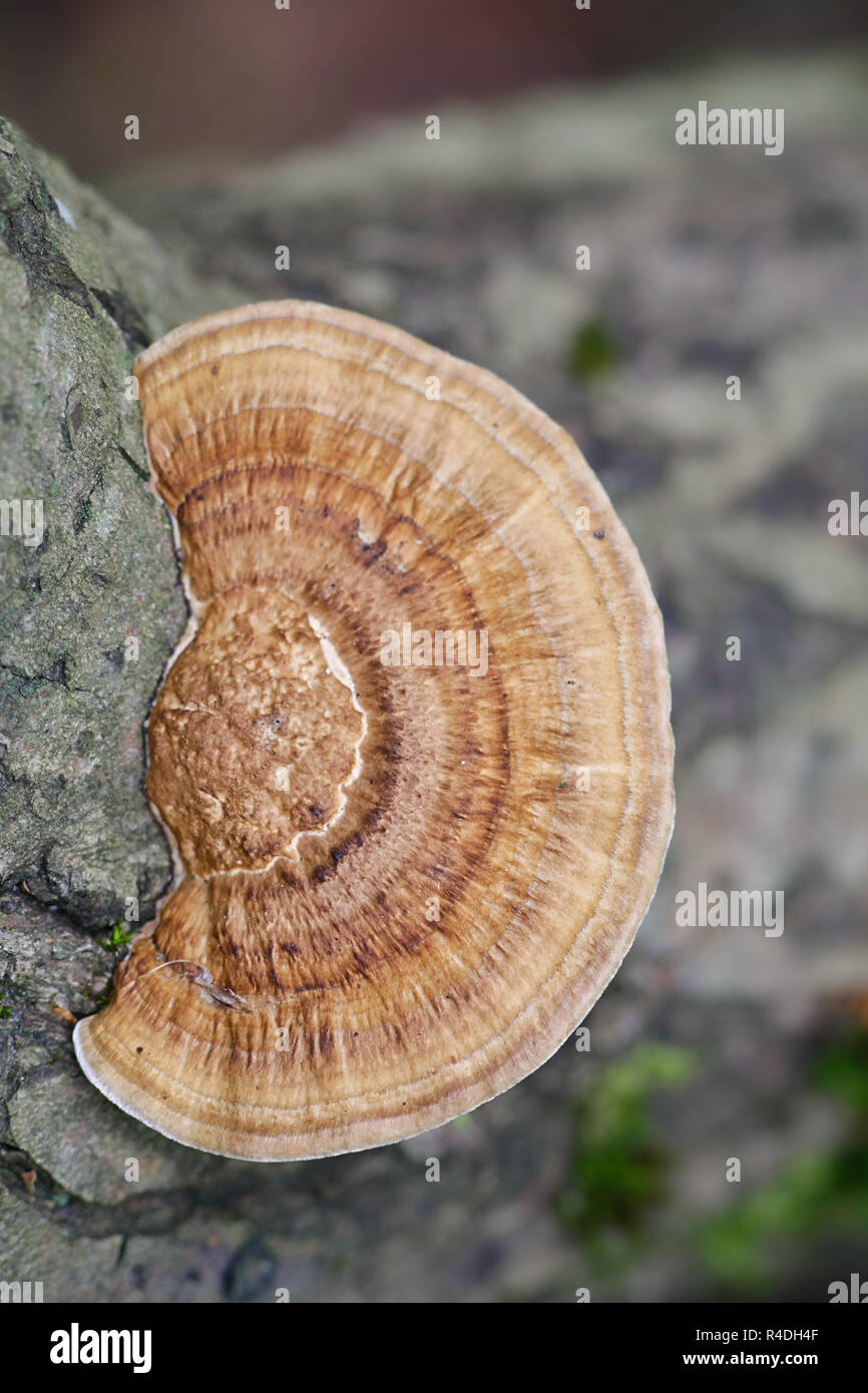 Daedaleopsis confragosa, commonly known as the thin walled maze polypore or the blushing bracket Stock Photo