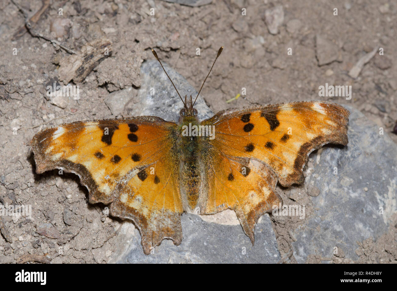 Hoary Comma, Polygonia gracilis, worn and tattered Stock Photo