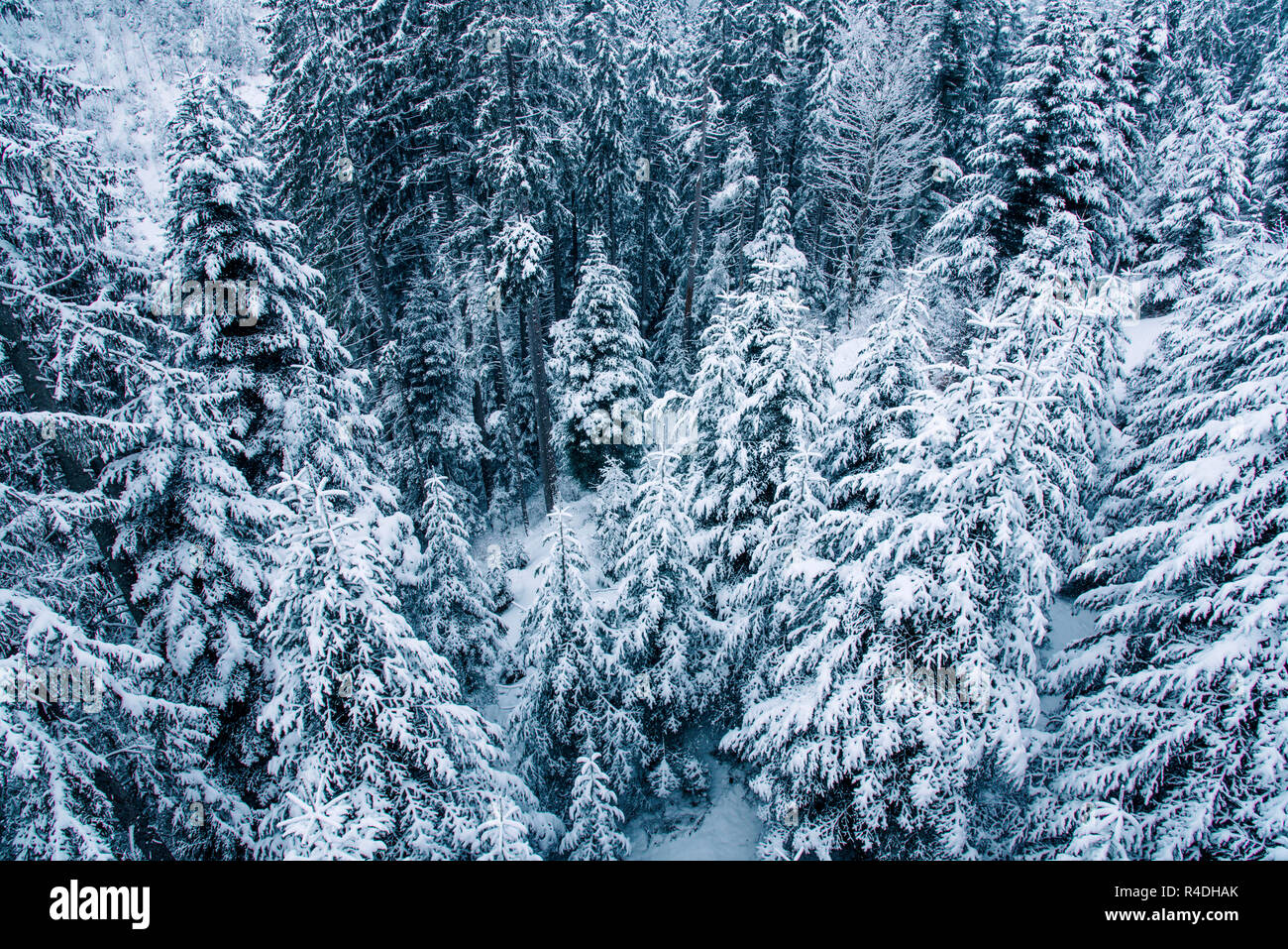 View of snow covered pine forest in Switzerland, Europe Stock Photo - Alamy
