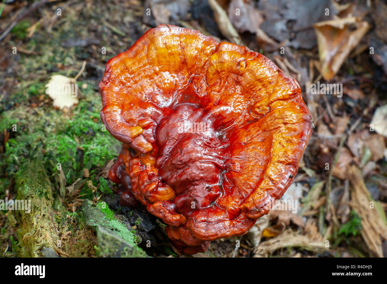 The lingzhi or reishi  mushroom, Ganoderma lucidum, very traditional medicinal fungus Stock Photo