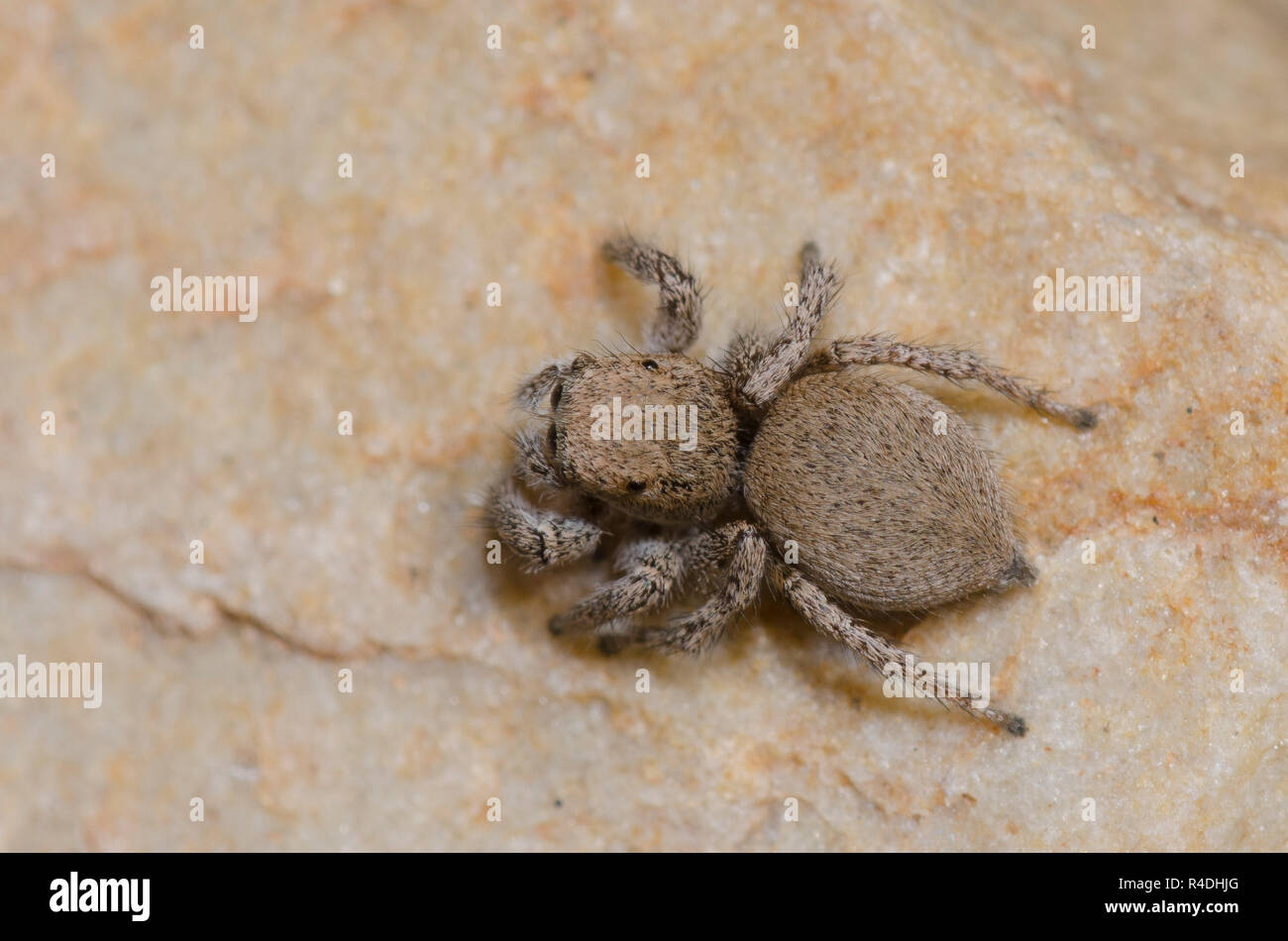 Jumping Spider, Habronattus sp., female Stock Photo