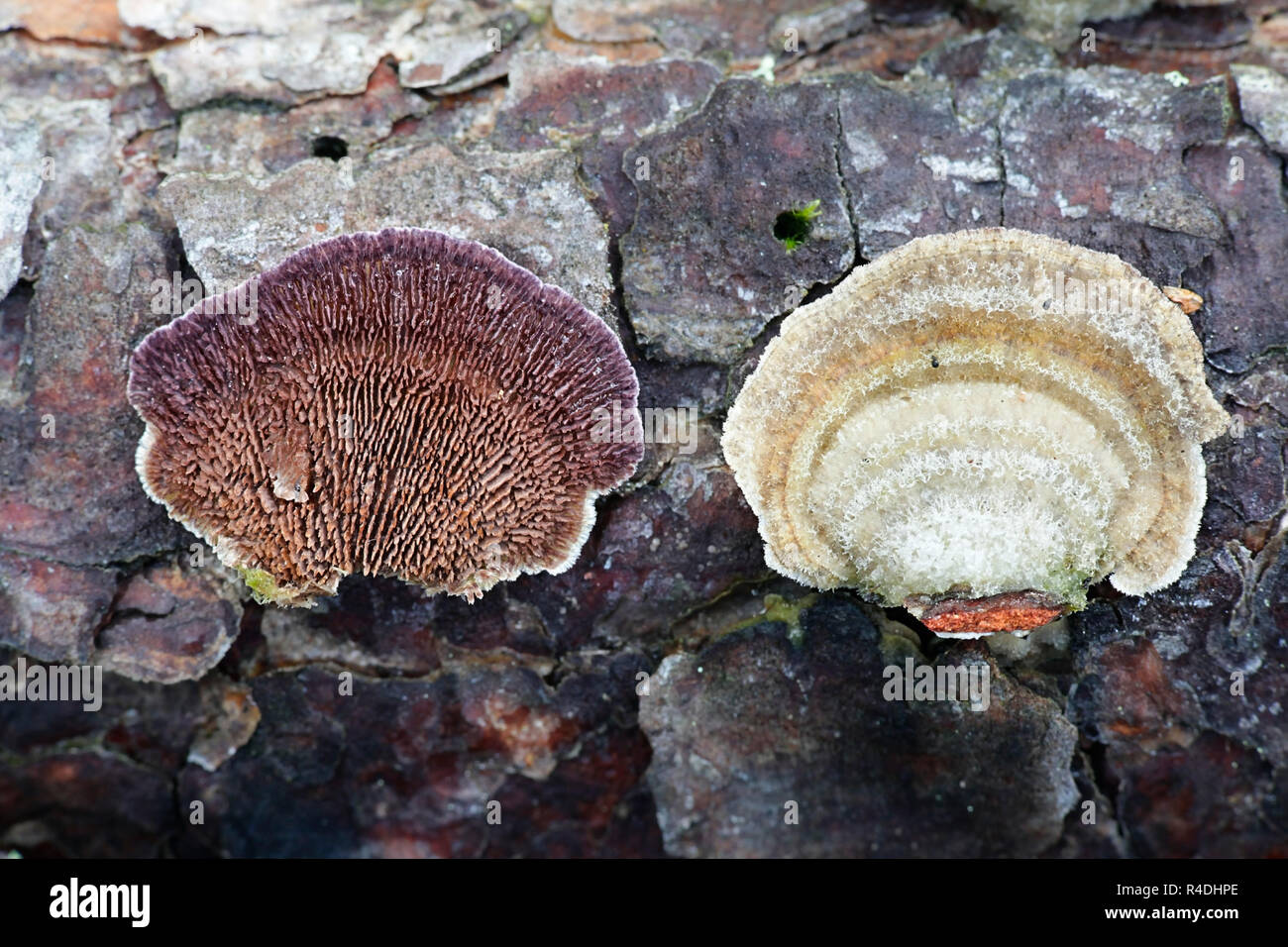 Trichaptum abietinum, Purplepore Bracket fungus Stock Photo