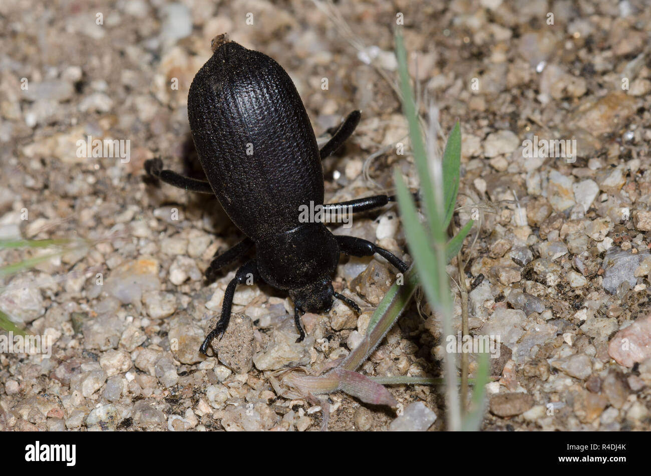 Darkling beetle desert hires stock photography and images Alamy