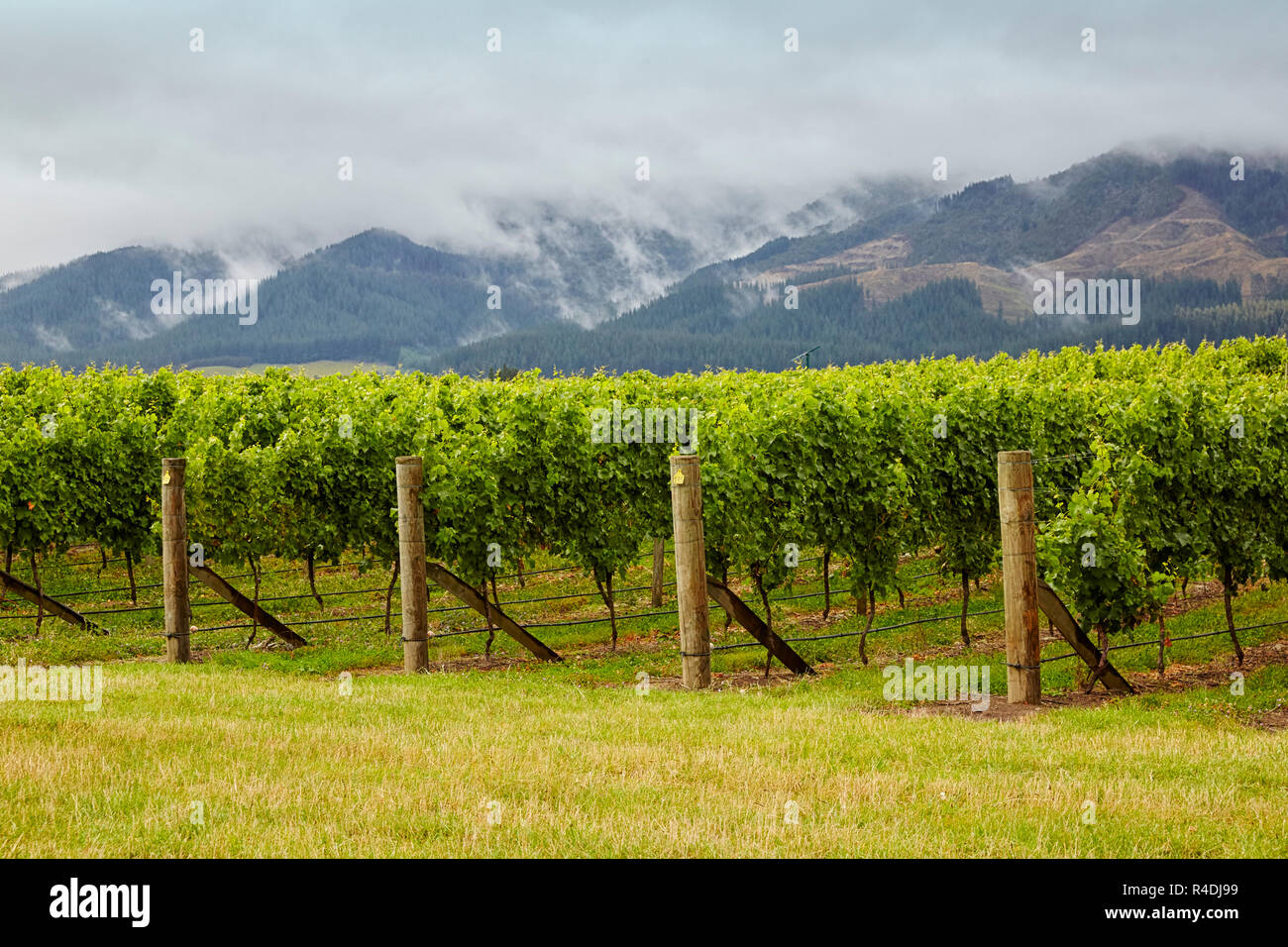 Waiarau River Vineyard, winery, Rapaura, New Zealand, South Island Stock Photo