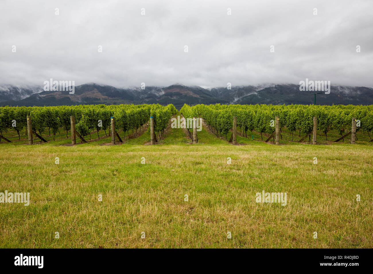 Waiarau River Vineyard, winery, Rapaura, New Zealand, South Island Stock Photo