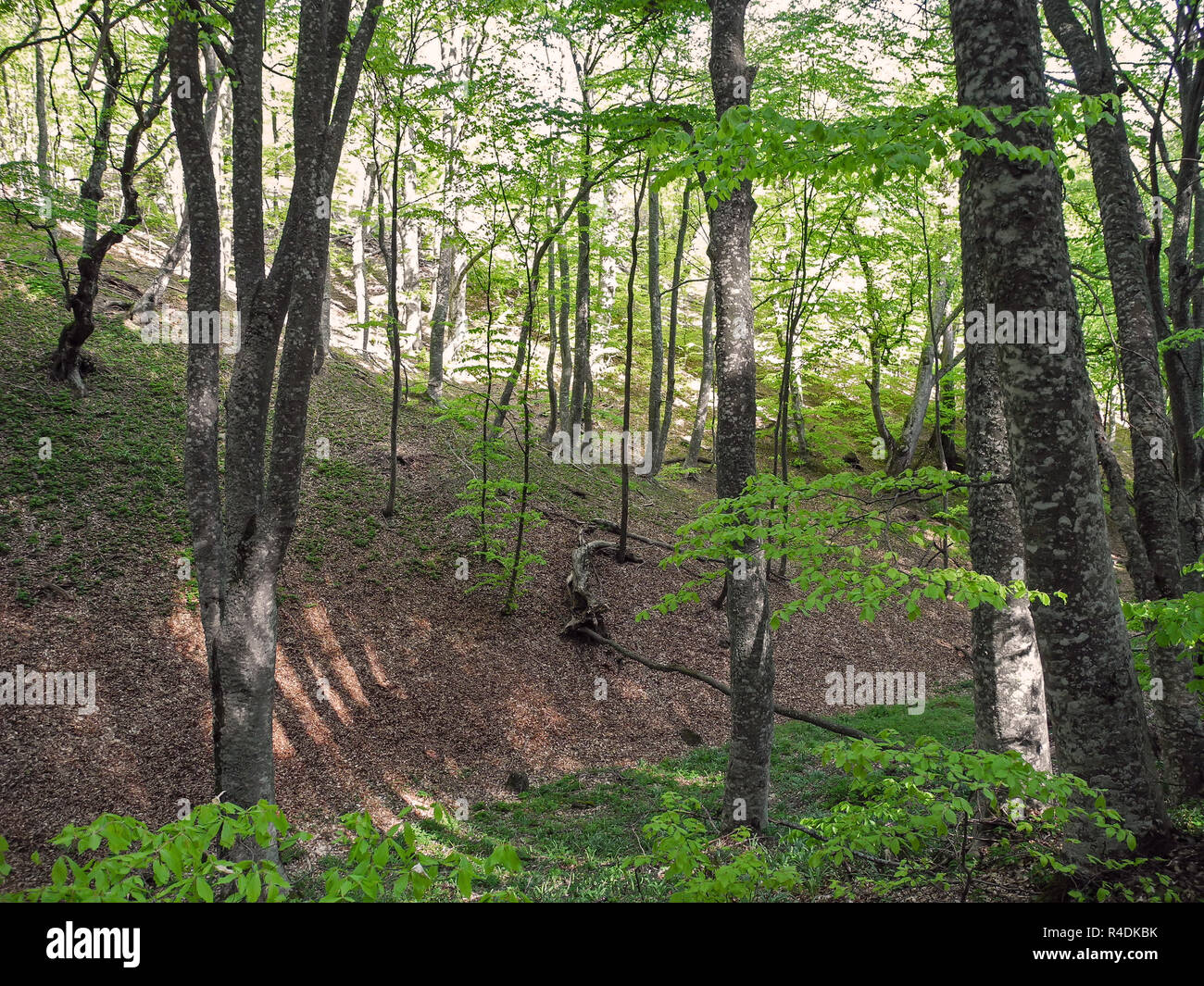 Spring forest on mountain hi-res stock photography and images - Alamy