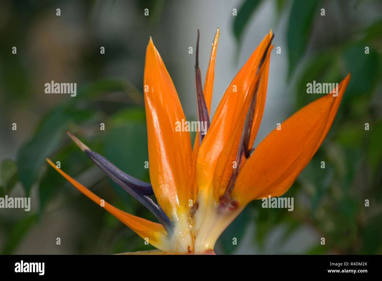 Heliconia psittacorum or Parrot Plant Stock Photo - Alamy