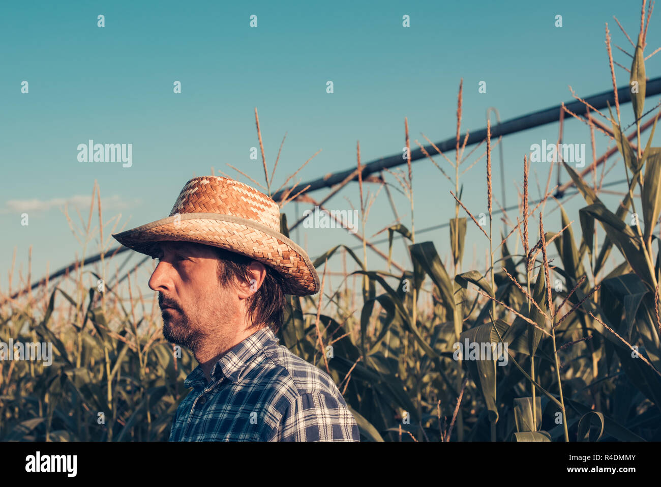 Serious confident farmer planning agricutural activity in corn field, looking self-assured and determined Stock Photo