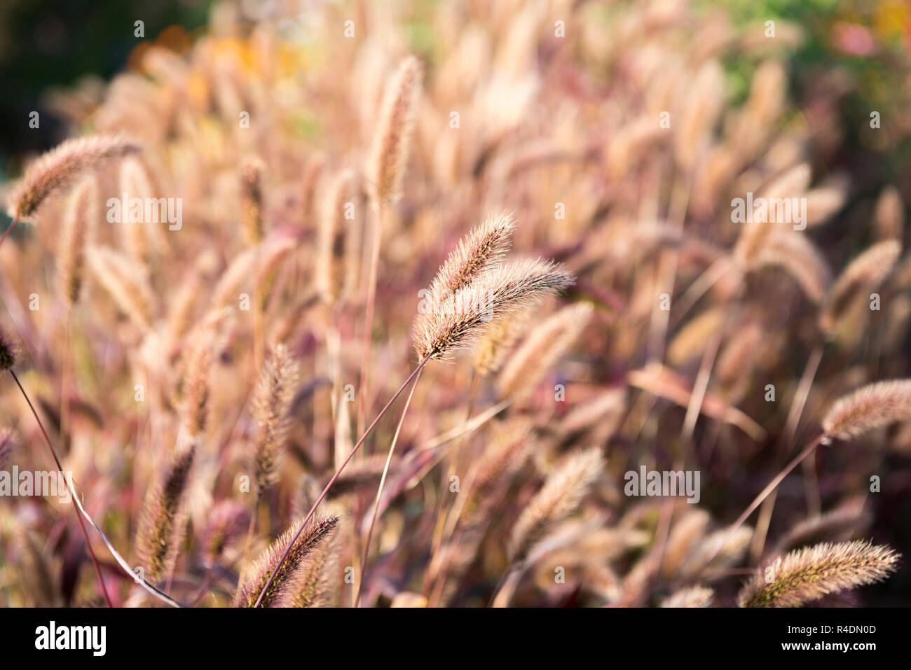 Setaria grass Stock Photo