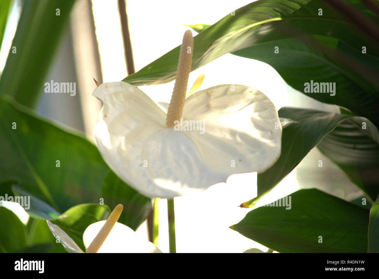 White spathiphyllum or Peace lily Stock Photo