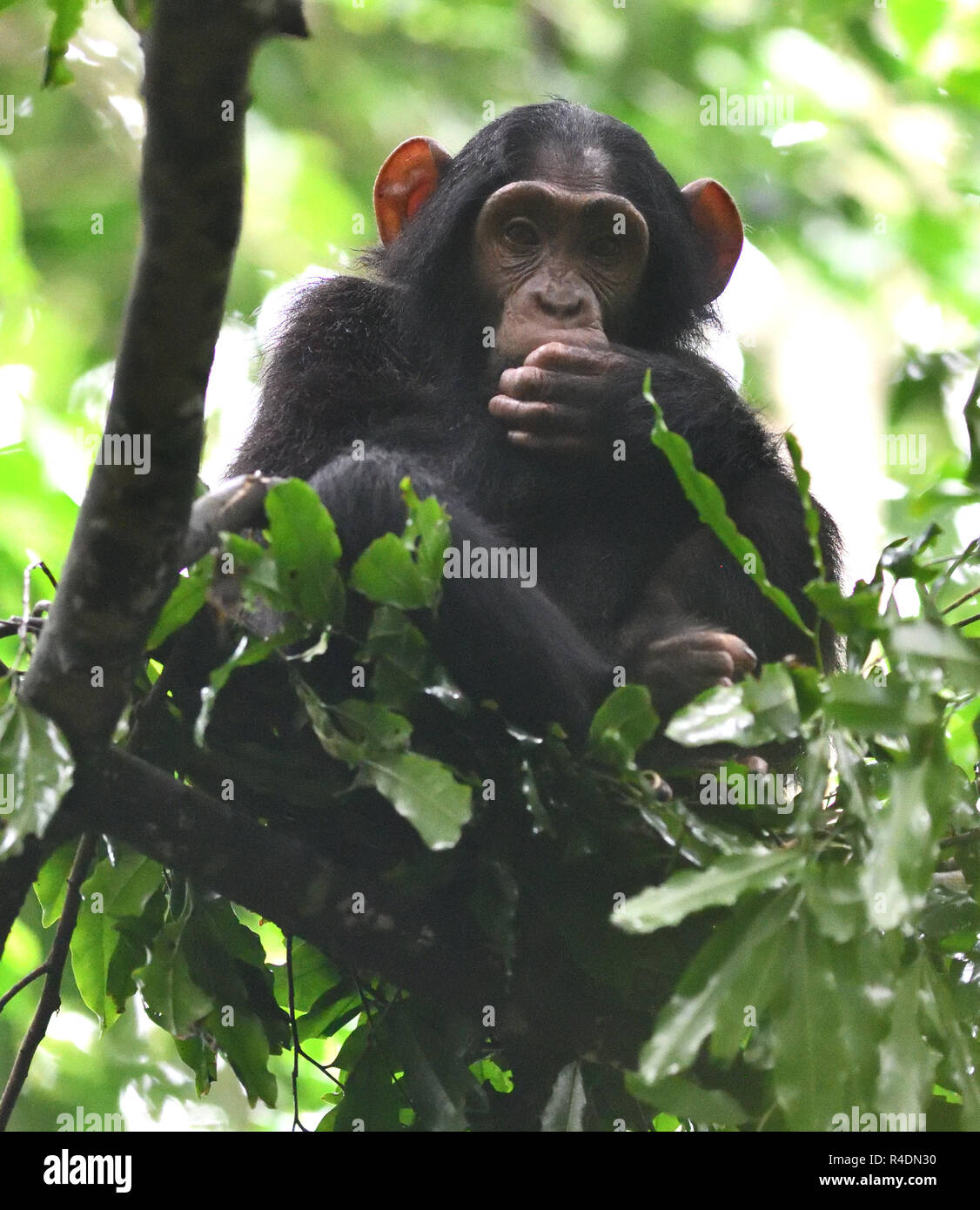 A juvenile Common chimpanzee (Pan troglodytes) with its pink face and ears watches the adults below from its sleeping nest in a tree.  Kibale Forest N Stock Photo