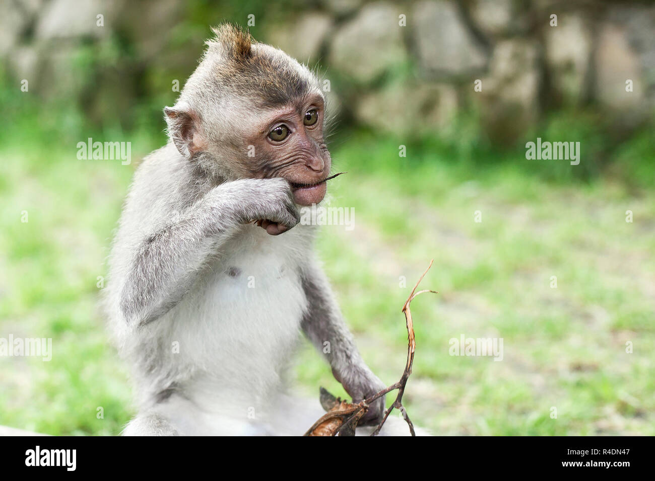 Wildlife Monkey Portrait Stock Photo