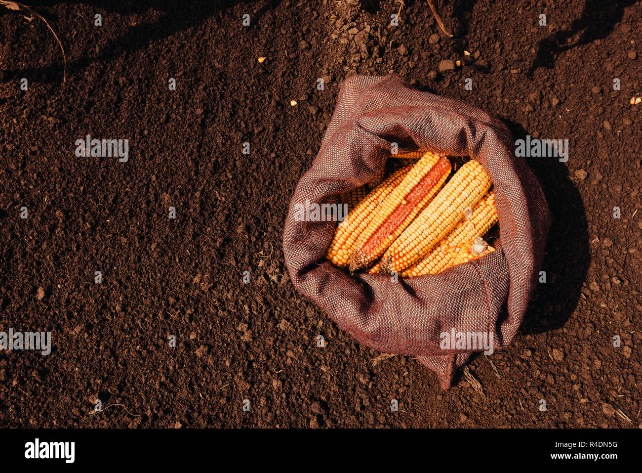 Top view of harvested corn cobs in burlap sack left in the field Stock Photo