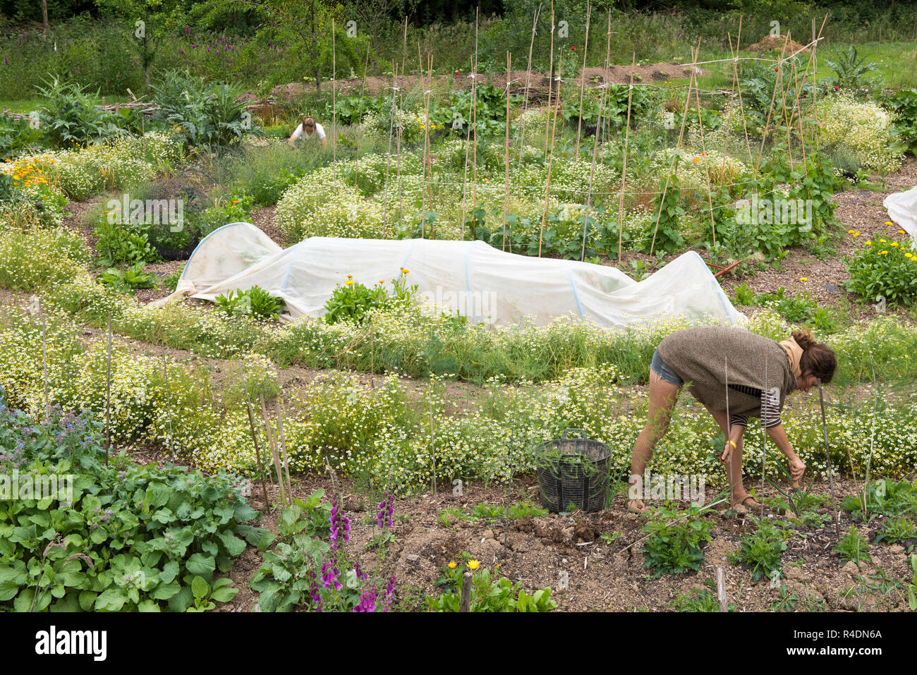 The Hazelip garden Schumacher Stock Photo Alamy