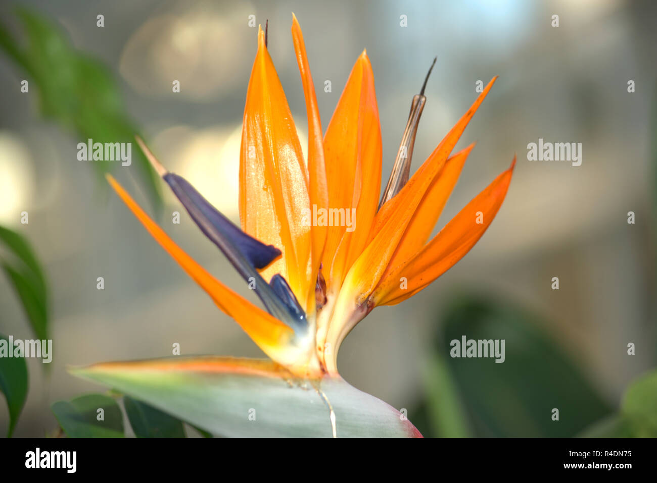 Heliconia psittacorum or Parrot Plant Stock Photo - Alamy