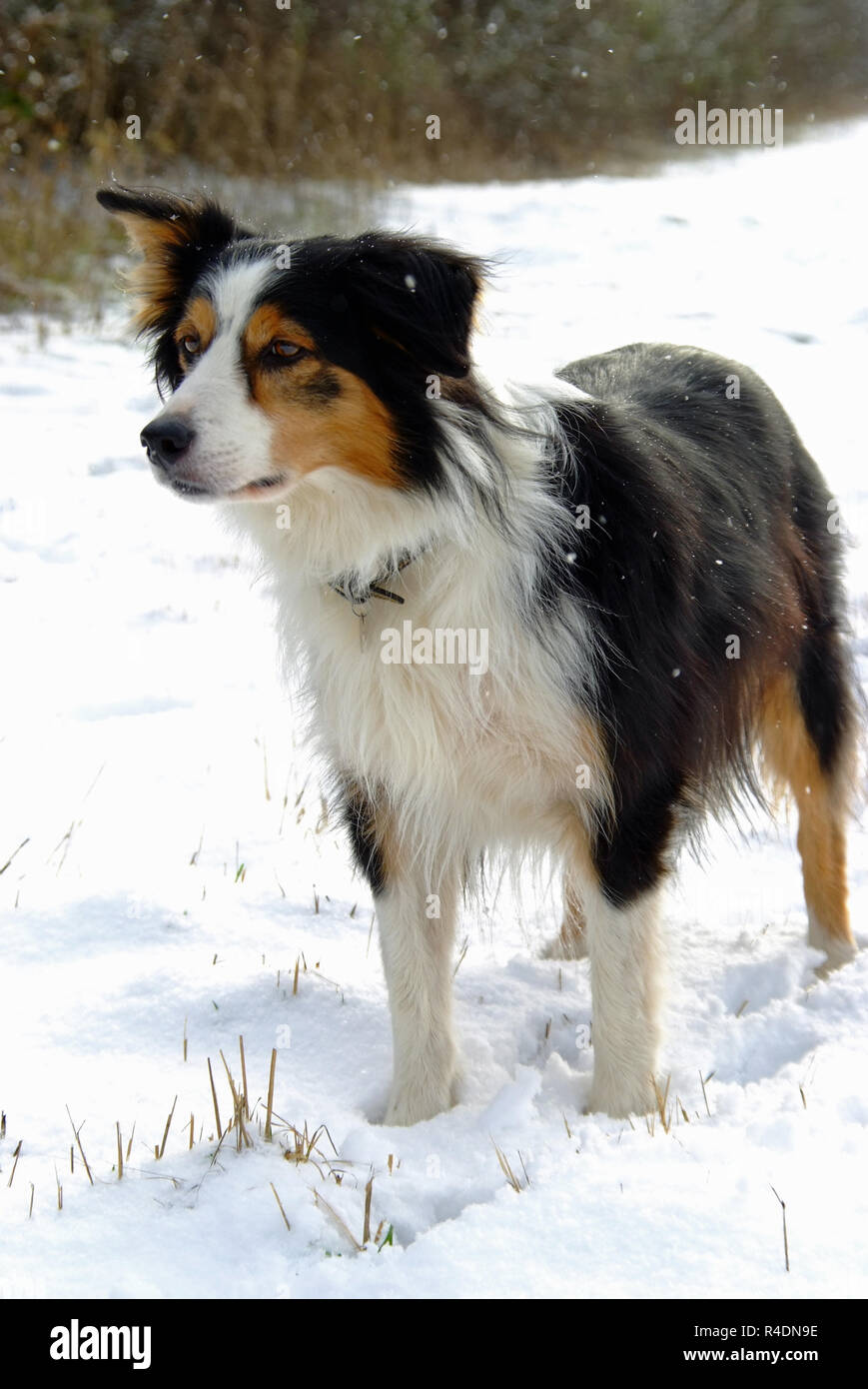 Border collie on winters walk in snow Stock Photo