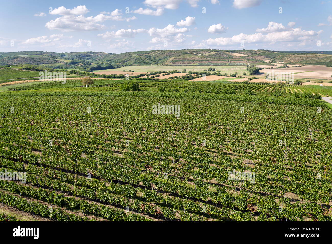 Beautiful vineyard landscape with grapes ready for harvest, sunny autumn day, Southern Moravia, Czech Republic, aerial view Stock Photo