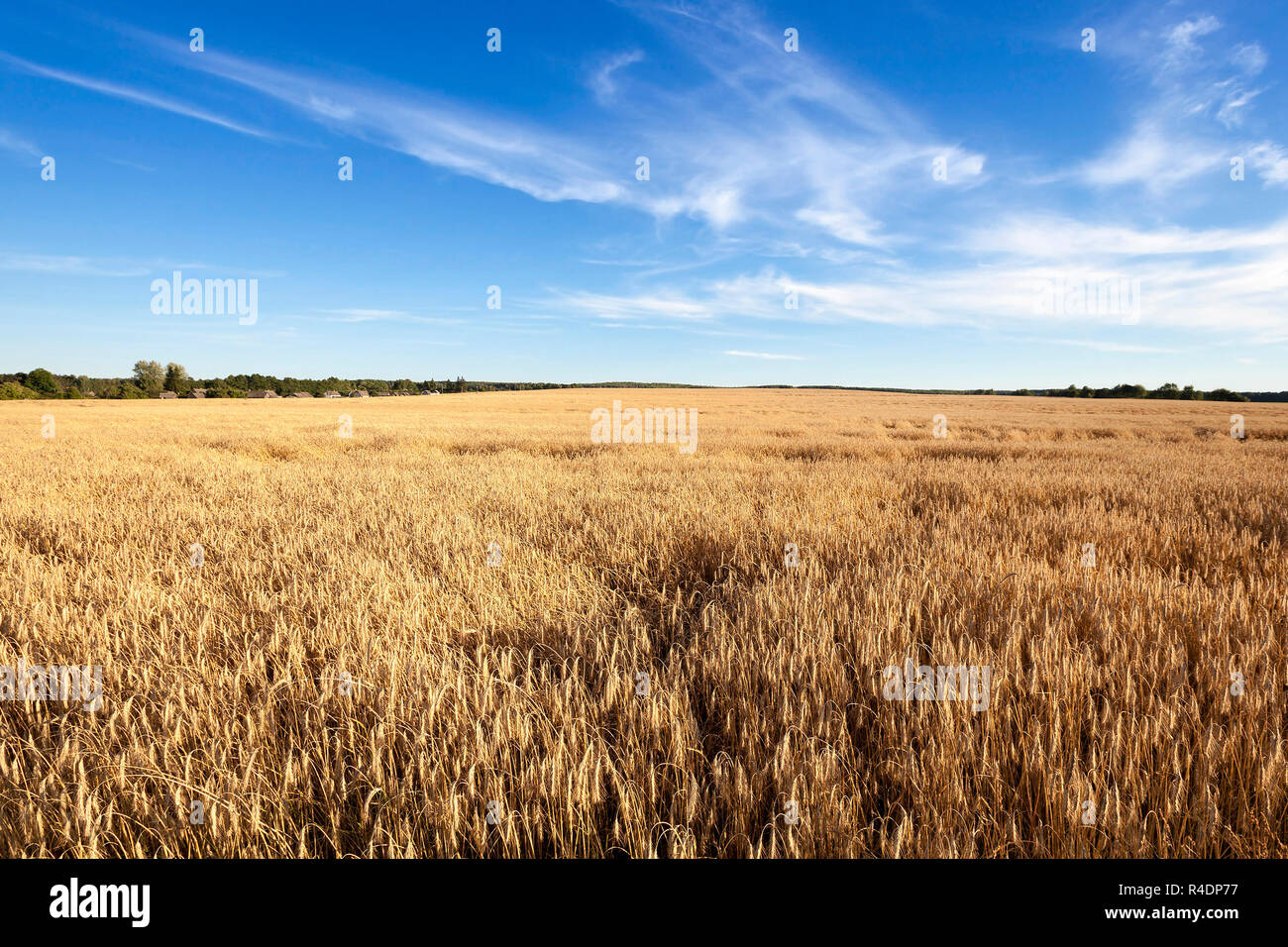 harvest of cereals Stock Photo - Alamy